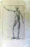 EUSTACHI, BARTOLOMMEO. Romanae archetypae tabulae anatomicae.  1783